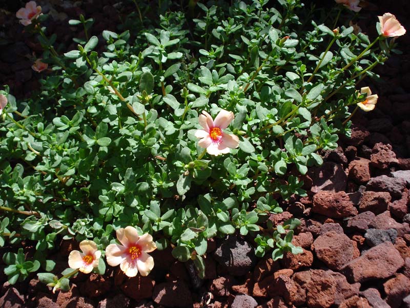 Portulaca1