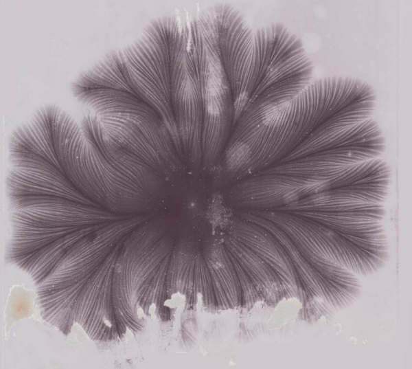 Fern_Enhanced