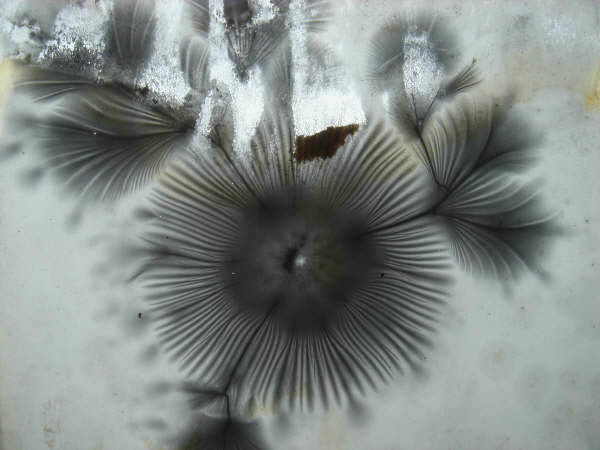 Flowers1
