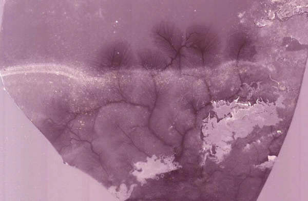 Branches2