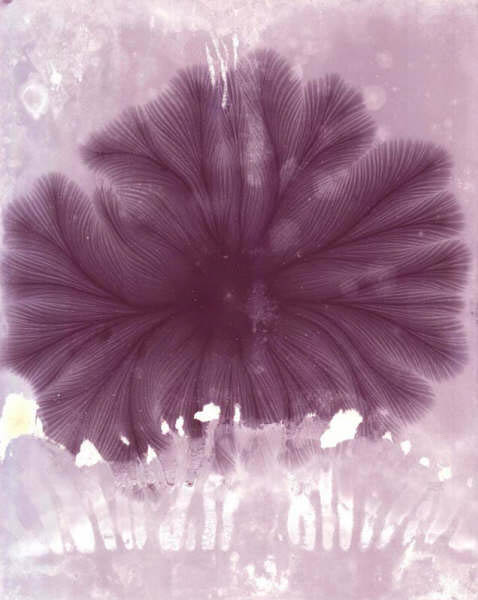 Fern1