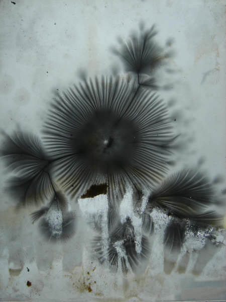 Flowers2
