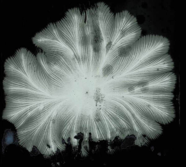 Fern_Enhancedi