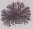 Fern_Enhanced