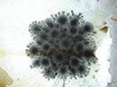 Burst3