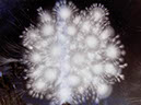 Burst2_i