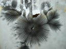 Flowers1