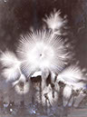 Flowers2_i