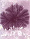 Fern1