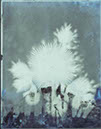 Kinraide2_i