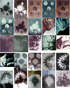 ContactSheet-003