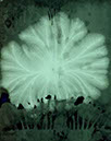 Fern1_i