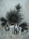 Flowers2