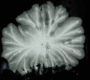 Fern_Enhancedi