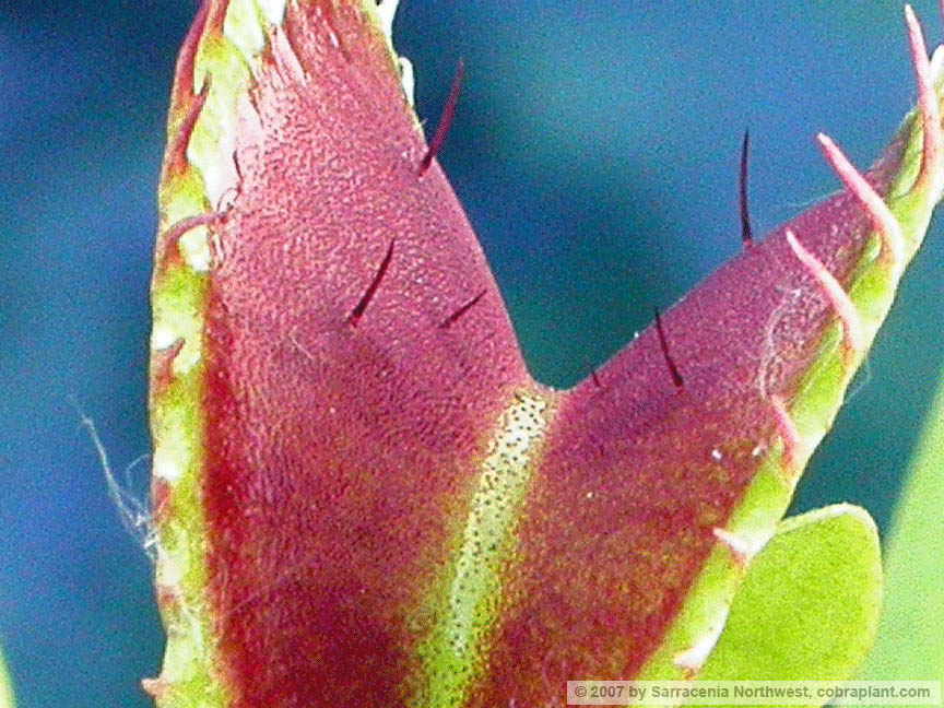 Flytraps43