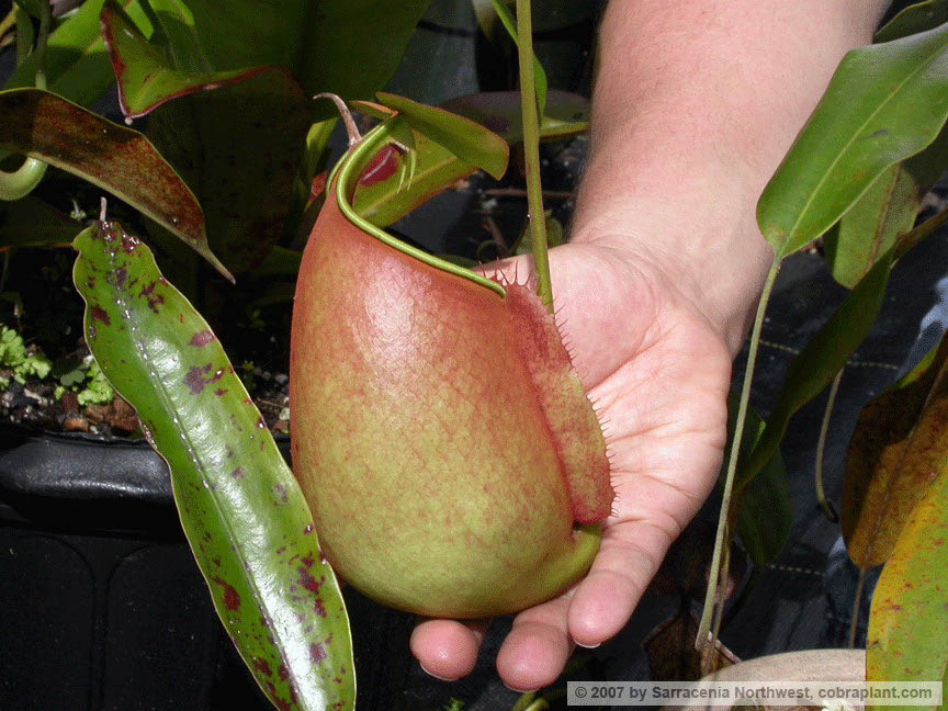 N-bicalcarata03