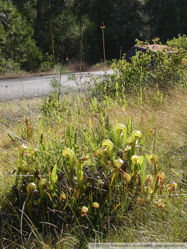 Darlingtonia04