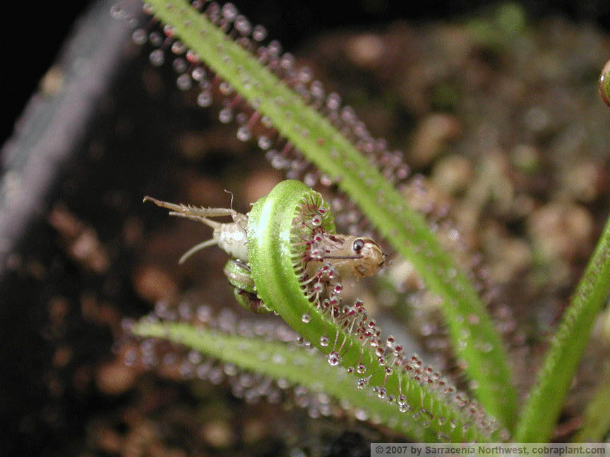D-regia01