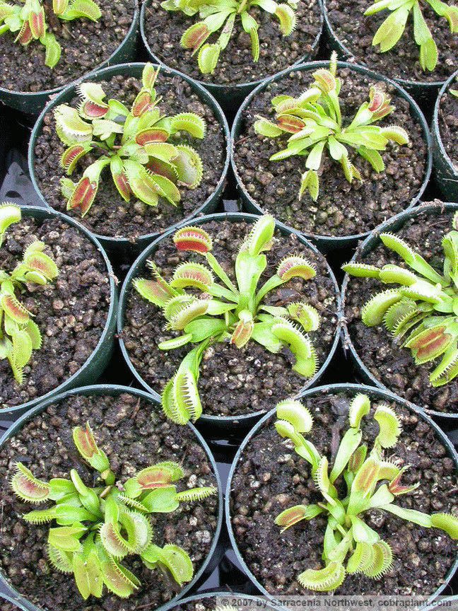 Flytraps21