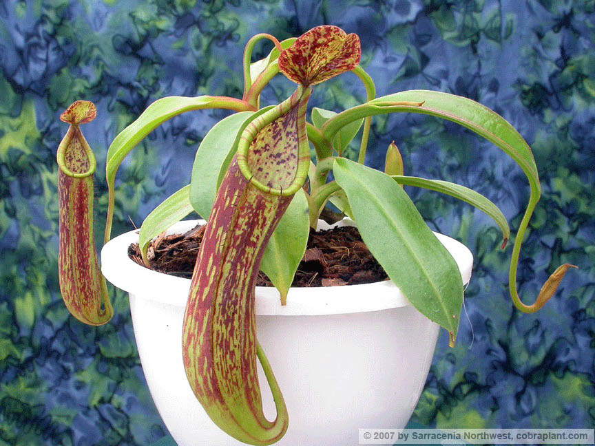 N-copelandii04