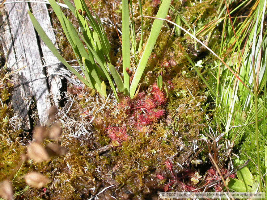 D-rotundifolia07