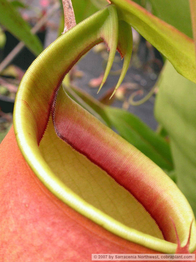 N-bicalcarata04
