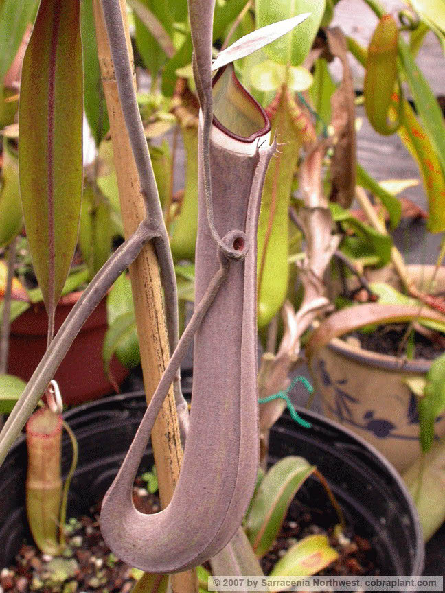 N-albomarginata03