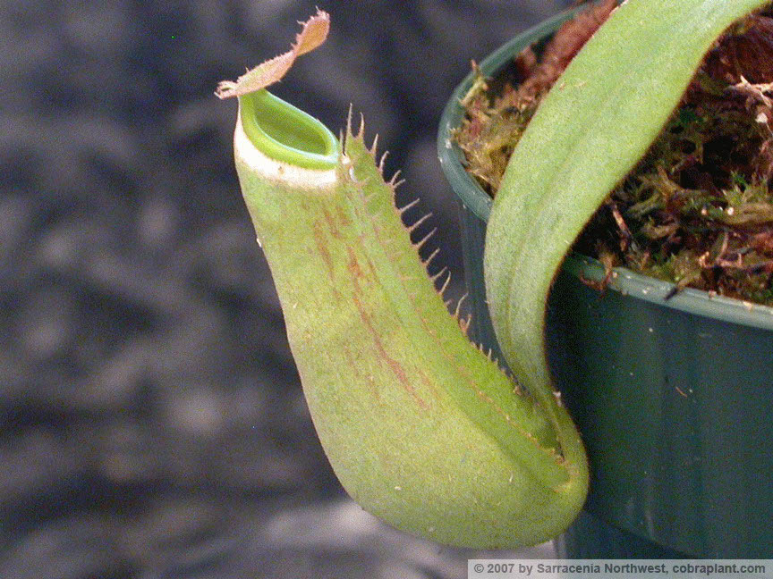 N-albomarginata01