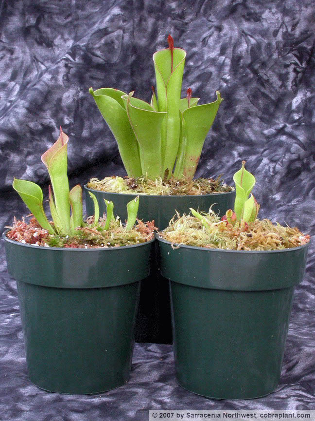 Heliamphora04