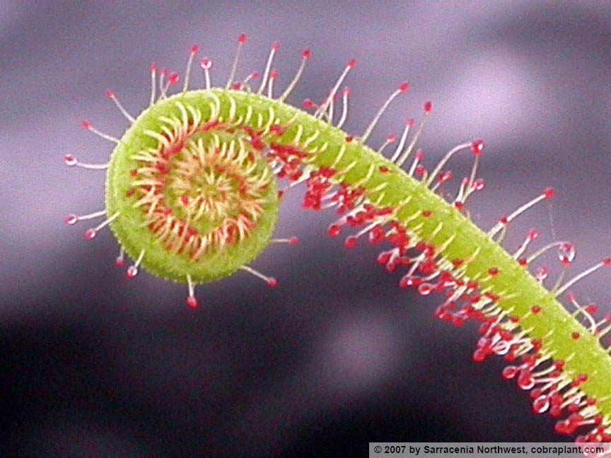 D-filiformis08
