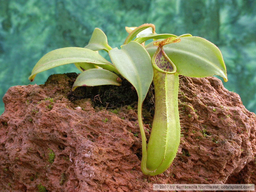 N-copelandii02