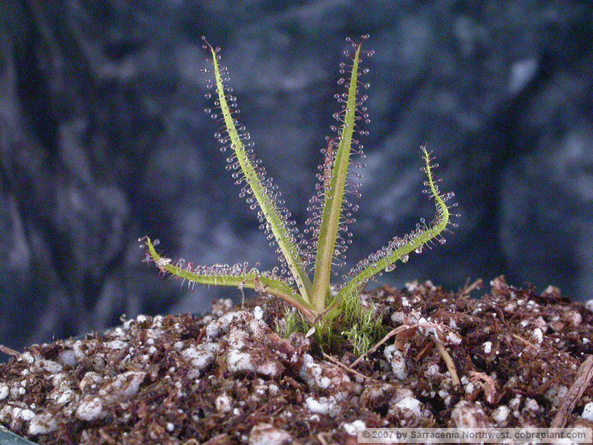 D-regia03