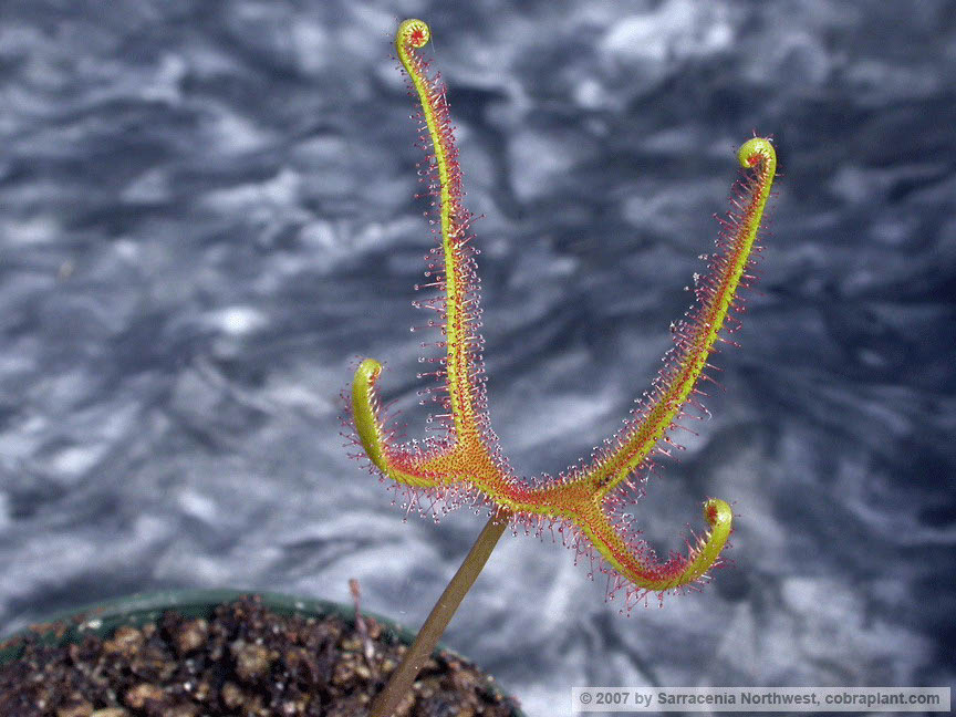 D-dichotoma02