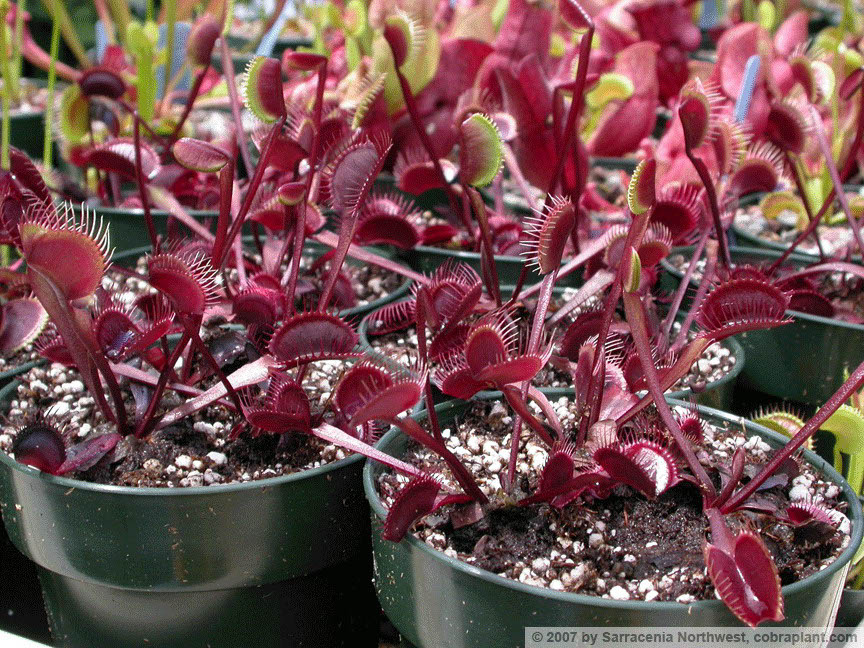 Flytraps01