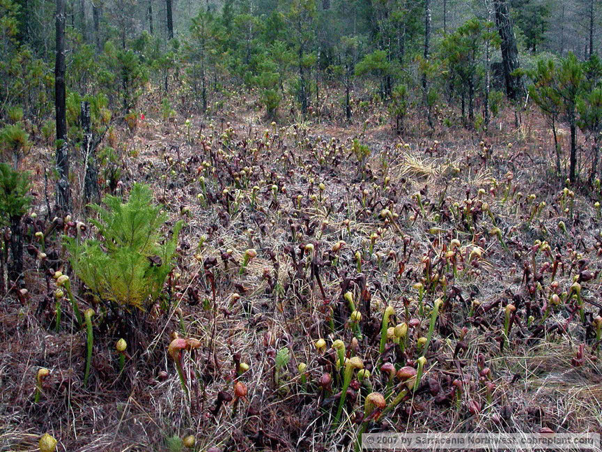 Darlingtonia23