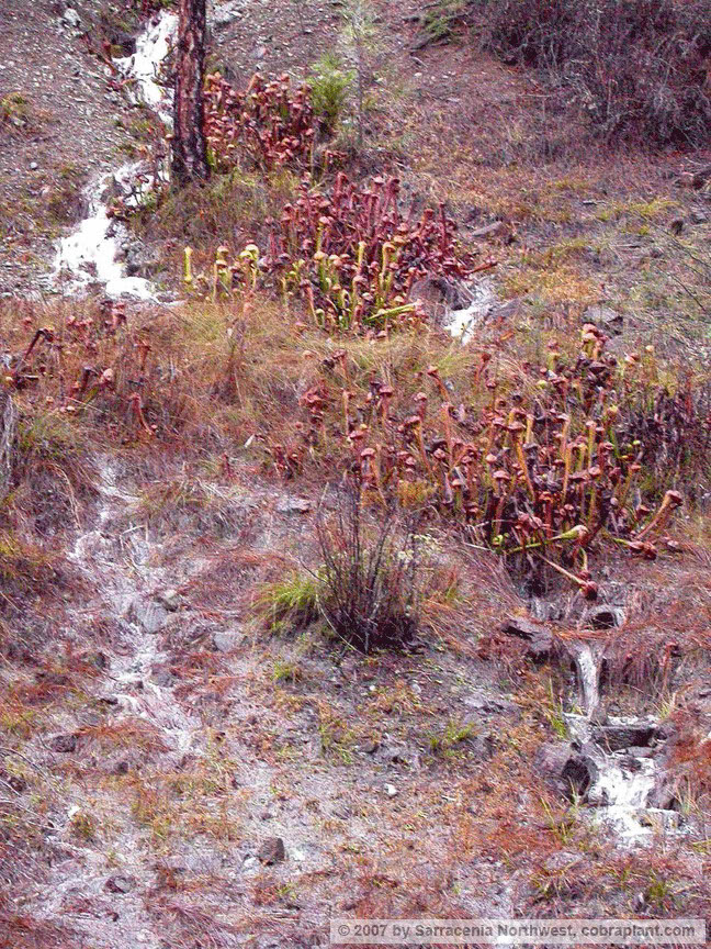 Darlingtonia17
