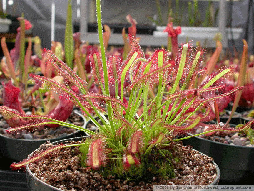 D-capensis03