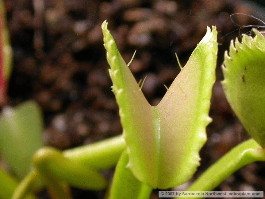 Flytraps40