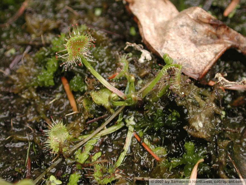 D-rotundifolia01