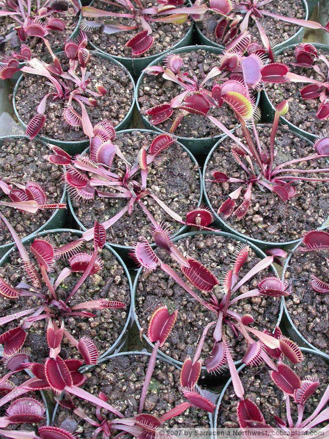 Flytraps20