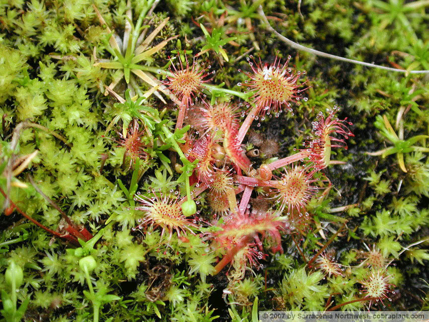 D-rotundifolia02