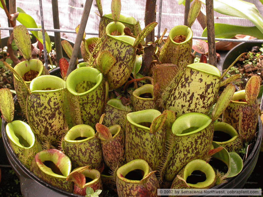 N-ampullaria02