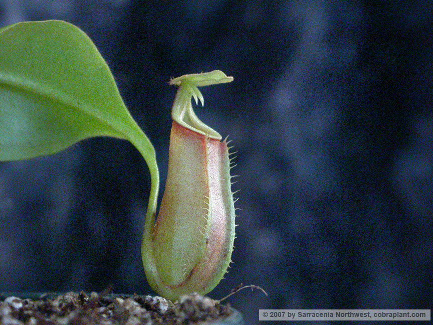 N-bicalcarata02