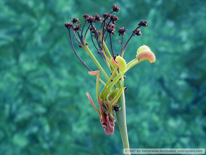 Flytraps42