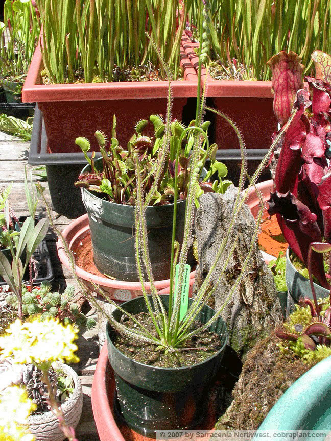 D-filiformis04