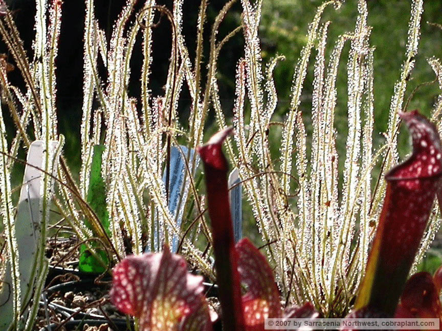 D-filiformis10