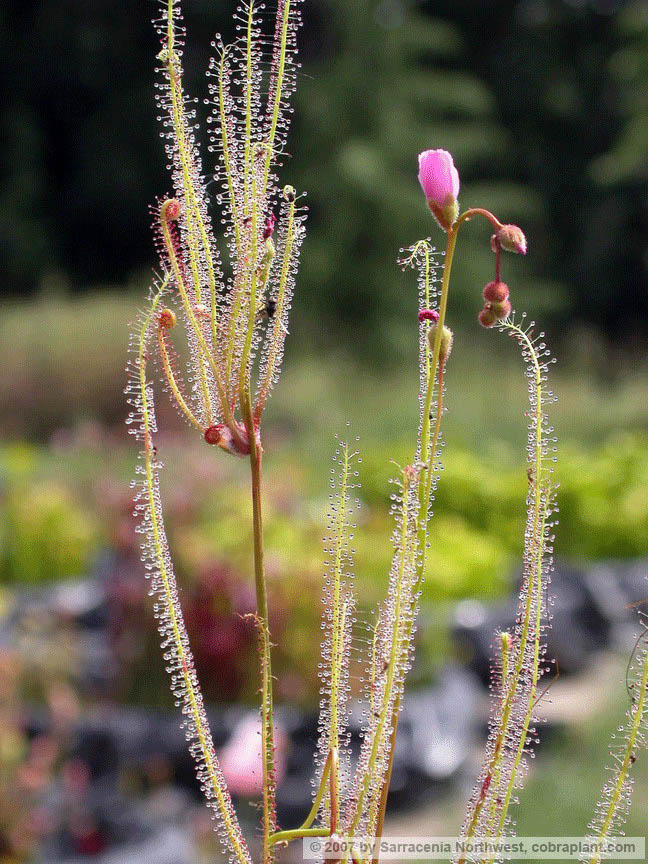D-filiformis14