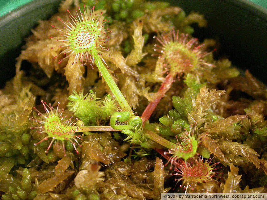 D-rotundifolia06