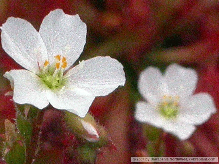 D-spatulata05