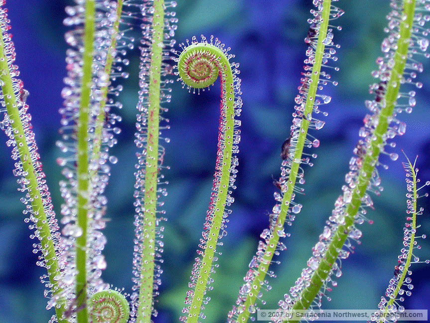 D-filiformis12